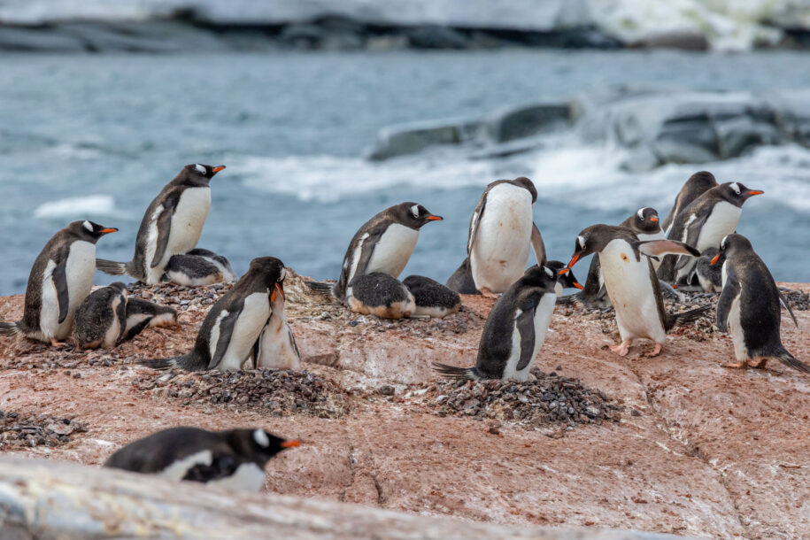 Penguins group-medium